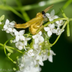 A northern crab spider bags a small fly. This was an unexpected surprise!