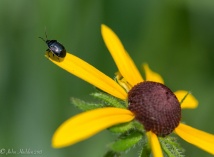 An unidentified beetle perches on a black-eyed Susan.