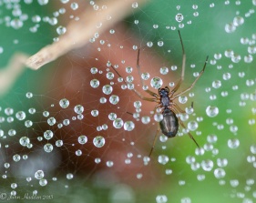 A tiny spider on her dew bedecked web