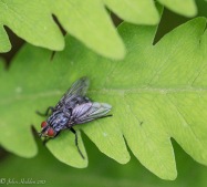 A flesh fly on a fern along Fargo Brook