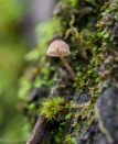 A tiny (2mm) mushroom on the side of of a spruce tree.