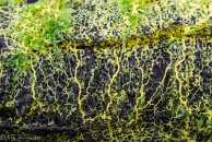 Stringy yellow slime mold on a fallen hemlock.