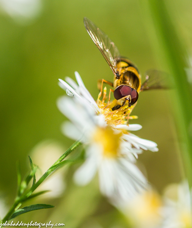 A hover fly alights on an aster