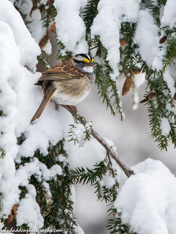 A white throated sparrow in April snow