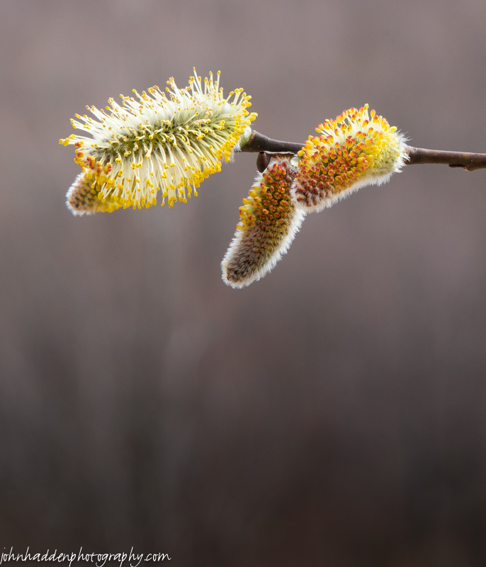 Willows bursting in a nearby wetland