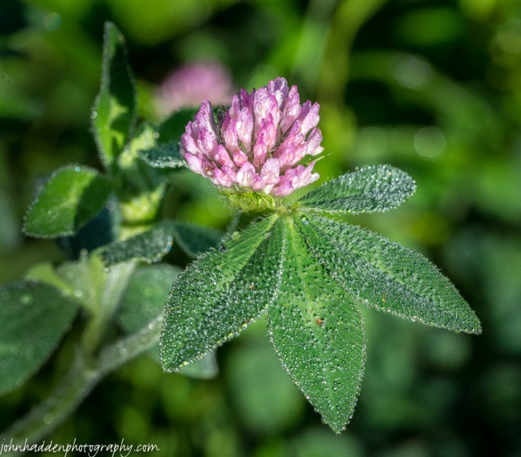 Morning dew on red clover