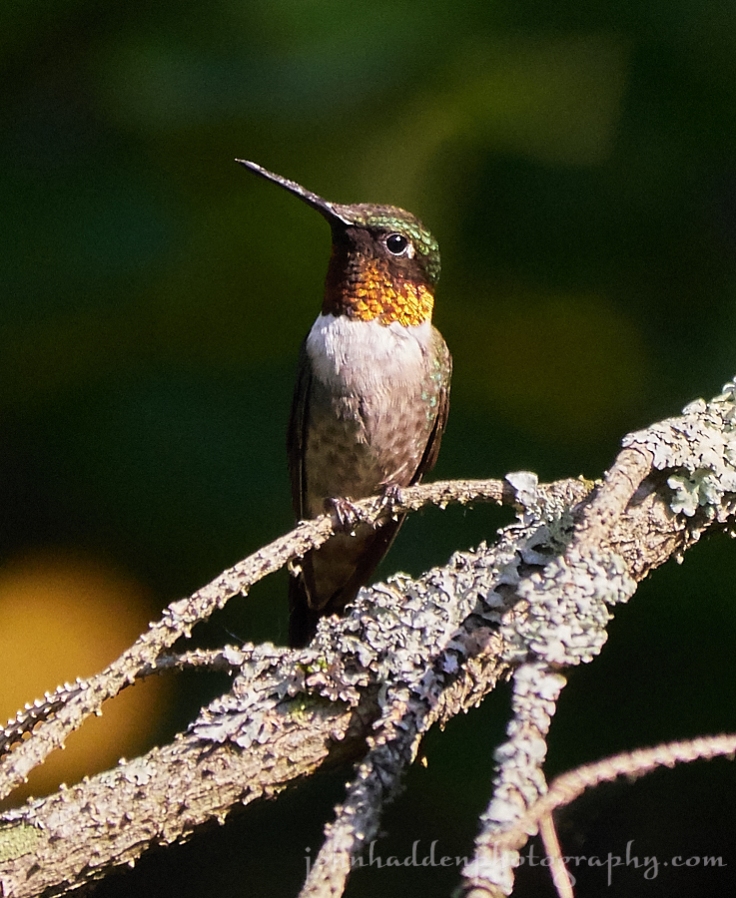 hummingbird-perched