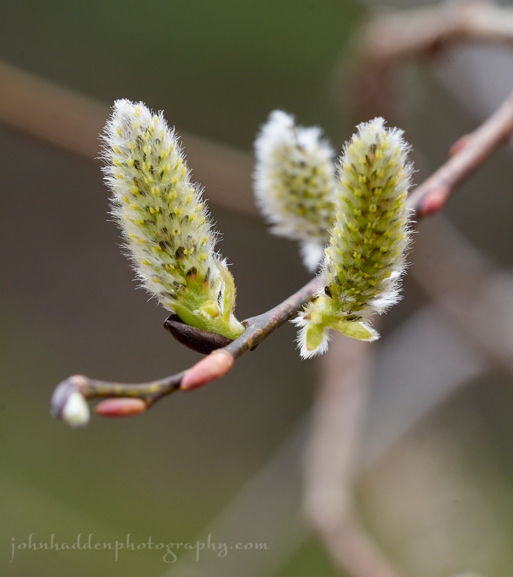 willow-buds